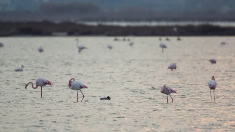 Delta-Flamingos-21