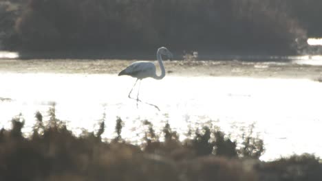 Delta-Flamingos-31