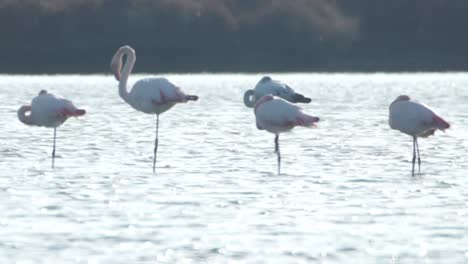 Delta-Flamingos-33