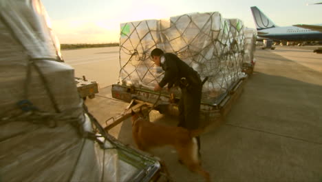 Agents-From-Us-Customs-Use-Trained-Sniffer-Dogs-To-Search-For-Illegally-Imported-Products-Amongst-Cargo-Being-Unloaded-From-An-International-Airline-Flight
