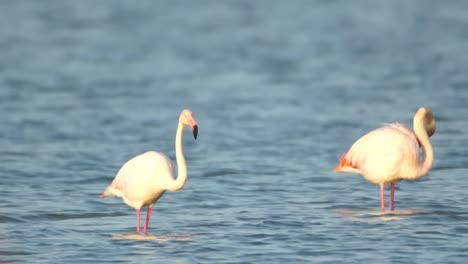 Delta-Flamingos-35