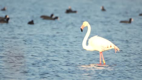 Delta-Flamingos-39