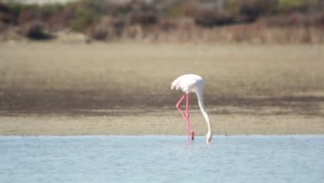 Delta-Flamingos-45