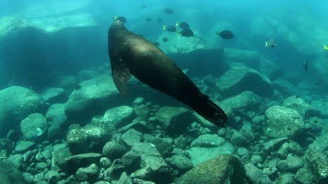 Seal-In-Mexican-Ocean
