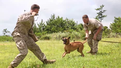Los-Perros-De-Ataque-Son-Entrenados-Por-El-Ejército-Estadounidense-1