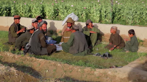 Los-Hombres-Afganos-Cultivan-Amapolas-De-Opio-En-Los-Campos