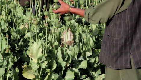 Afghan-Men-Grow-Opium-Poppies-In-The-Fields-1