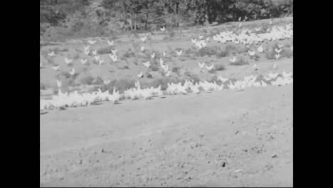 Images-Of-A-Chicken-Farm-In-America-In-1918