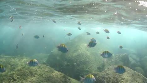 Snorkelling-In-The-Ocean