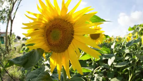 Sunflower-Field-04
