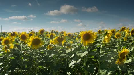 Sunflower-Field-13