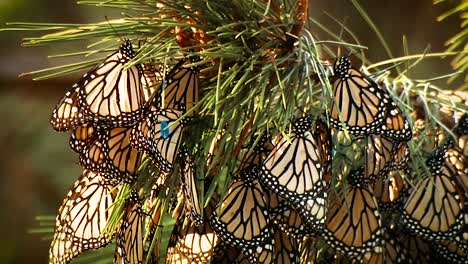 A-Large-Number-Of-Monarch-Butterflies-All-Clinging-To-A-Single-Plant-2019