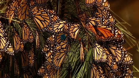 Close-Up-Shots-Of-Many-Monarch-Butterflies-Sitting-On-A-Pine-Tree-Branch