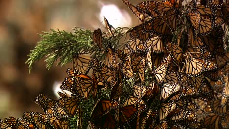 A-Large-Group-Of-Newly-Born-Monarch-Butterflies-Begin-To-Rustle-Their-Wings-For-The-First-Time