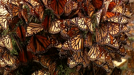 A-Large-Group-Of-Newly-Born-Monarch-Butterflies-All-Collected-On-A-Pine-Tree