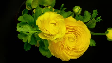 Gelbe-Blume-0