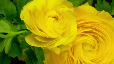Yellow-Flower4