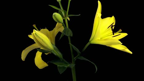 Yellow-Lilly2