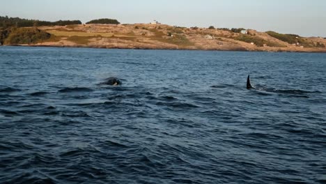 Ein-Team-Von-Wissenschaftlern-Bereitet-Eine-Antibiotikaspritze-Für-Einen-Orca-2019-Vor