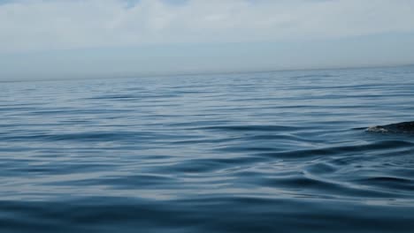 Una-Vaina-De-Orca-Emergiendo-Para-El-Agua-2019