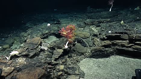 Footage-Of-Bubblegum-Coral-From-The-Deepwater-Exploration-Of-The-Mariana-Trench-2016