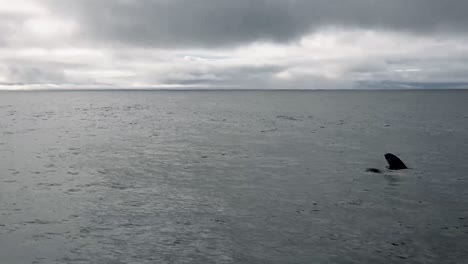 Una-Manada-De-Orcas-Emergiendo-En-Busca-De-Aire-2015