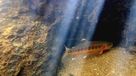 Underwater-Footage-Of-A-Golden-Trout-2016
