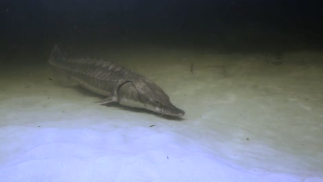 Imágenes-Submarinas-Del-Esturión-Del-Golfo-En-Peligro-De-Extinción-(acipenser-Oxyrinchus-Desotoi)-2018