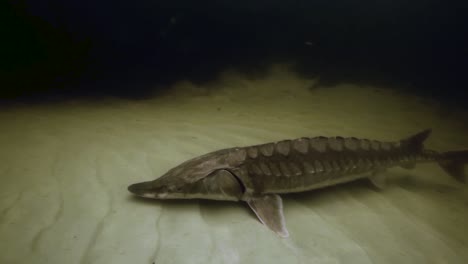 Un-Esturión-Del-Golfo-(Acipenser-Oxyrinchus-Desotoi)-Nadando-Bajo-El-Agua-2018