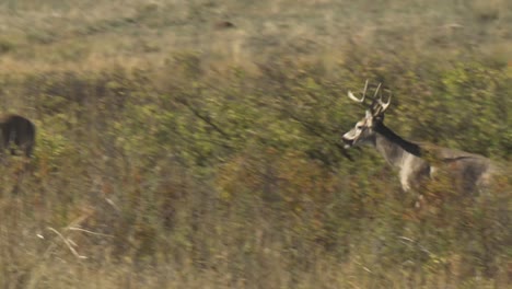 Two-Whitetailed-Deer-(Odocoileus-Virginianus)-Bucks-Elk-(Cervus-Canadensis)-Bull-With-Several-Females-National-Bison-Range-Montana-2015