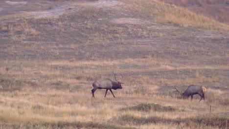 Zwei-Große-Elchbullen-(Cervus-Canadensis)-Schreiten-Nahe-Beieinander-Große-Elchbullen-Im-Feld-National-Bison-Range-Montana-2015