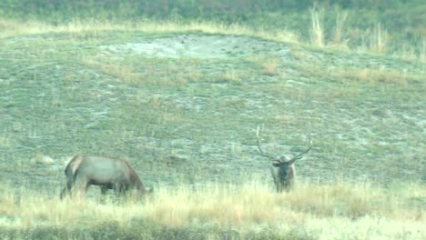 Various-Shots-Of-Elk-(Cervus-Cenadensis)-At-The-National-Bison-Range-Montana-2015