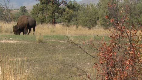 American-Bison-(Bison-Bison)-Small-Bison-Herd-Walks-Across-Field-National-Bison-Range-Montana-2015