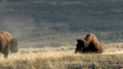 Ein-Junger-Amerikanischer-Bison-(Bison-Bison)-Spielt-Im-Dirt-Rock-Mountain-Dickhornschaf-(Ovis-Canadensis)-Zu-Fuß-Auf-Einem-Hügel-National-Bison-Range-Montana-2015