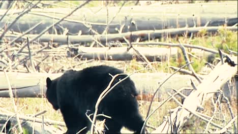 Black-Bear-(Ursus-Americanus)-Moving-Between-Trees-B-Roll