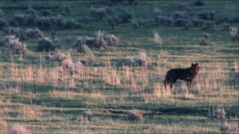 Lobos-Grises-(Canis-Lupus)-En-El-Parque-Nacional-De-Yellowstone-Caminando-En-Un-Campo-B-Roll