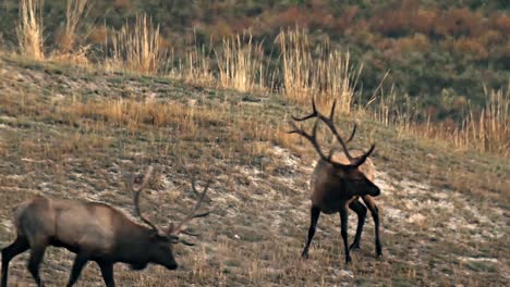 Two-Elk-Bucks-Facing-Each-Other-Several-Times-Until-One-Eventually-Leaves-National-Bison-Range-Montana