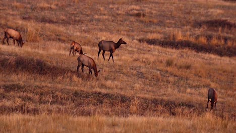 Elk-Hembra-Y-Macho-Pastando-En-Un-Campo-De-Hierba-Abierto-Rango-Nacional-De-Bisontes-Montana-B-Roll