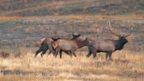 Elk-Grazing-In-An-Open-Grassy-Field-National-Bison-Range-Montana-B-Roll