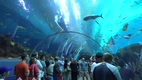 Visitors-walk-in-an-underwater-tunnel-at-an-aquarium-1