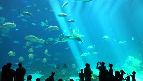 Besucher-Stehen-Vor-Einem-Riesigen-Unterwassertank-Voller-Fischhaie-Und-Mantarochen-In-Einem-Aquarium-2