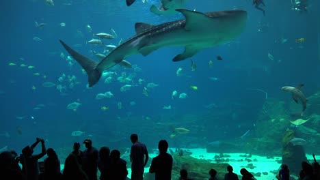 Besucher-Stehen-Vor-Einem-Riesigen-Unterwassertank-Voller-Fischhaie-Und-Mantarochen-In-Einem-Aquarium-3