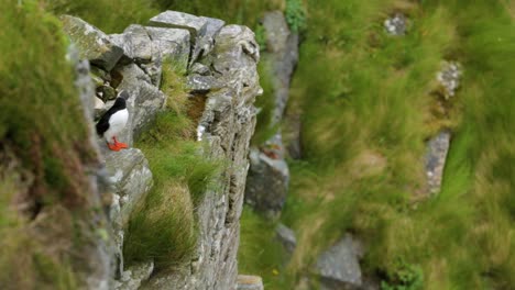 Ein-Papageientaucher-Hüpft-Entlang-Einiger-Grasbewachsener-Felsen-In-Reykjavik-Island