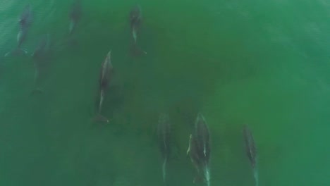 Antena-Sobre-Delfines-Nadando-En-El-Hermoso-Agua-Del-Océano-Verde-Cerca-De-Malibu-California