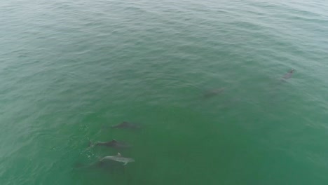 Antenne-über-Delfinen,-Die-Im-Wunderschönen-Grünen-Meerwasser-In-Der-Nähe-Von-Malibu-Kalifornien-Schwimmen-1