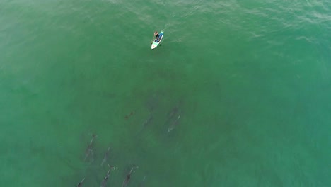 Antenne-über-Delfine,-Die-Mit-Einem-Paddleboarder-Im-Ozean-In-Der-Nähe-Von-Malibu-Kalifornien-Schwimmen-1