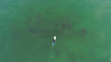 Antenne-über-Delfinen,-Die-Mit-Einem-Paddleboarder-Im-Ozean-In-Der-Nähe-Von-Malibu-Kalifornien-Schwimmen-2