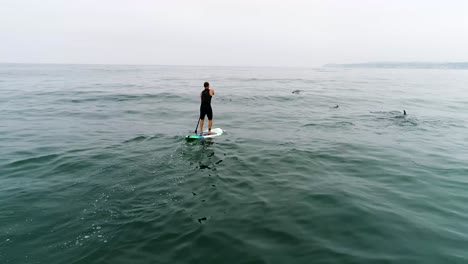 Antenne-über-Delfine,-Die-Mit-Einem-Paddleboarder-Im-Ozean-Nahe-Malibu-Kalifornien-Schwimmen