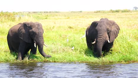 Elefanten-Trinken-In-Zeitlupe-Aus-Dem-Kwando-River-Auf-Dem-Caprivi-Strip-In-Namibia