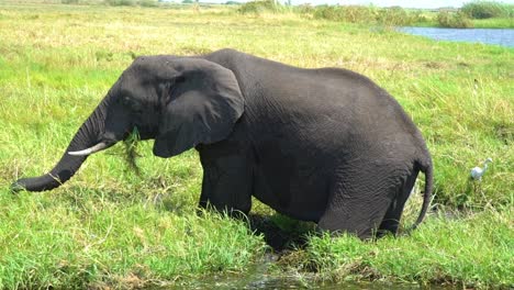 Elefanten-Trinken-In-Zeitlupe-Aus-Dem-Kwando-River-Auf-Dem-Caprivi-Strip-In-Namibia-1